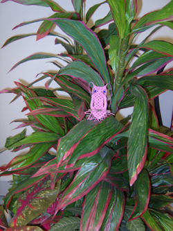 S1032043 Pink Pygmy macramT owl 26 July 2009