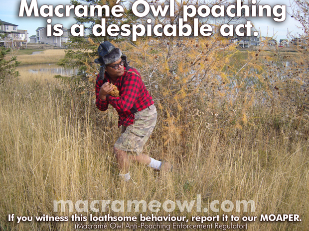 Macrame Owl Poaching is a Despicable Act